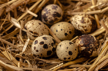 Naklejka na ściany i meble Quail eggs in a nest made of hay and wicker baskets.