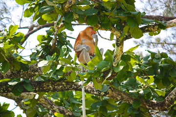 Proboscis monkey at Bako National Park, Borneo, Kuching, Sarawak malaysia