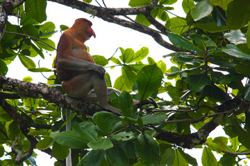 Fototapeta premium Proboscis monkey at Bako National Park, Borneo, Kuching, Sarawak malaysia