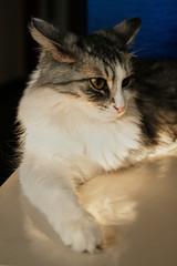 Fototapeta premium fluffy cat lying