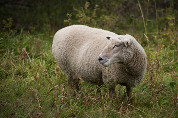 Obraz na płótnie Canvas Portrait of sheep grazing in a meadow