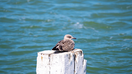 seagull on a post at the port of Nieuwpoort