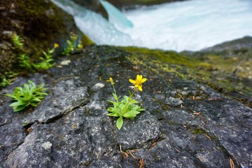moss on stone yellow flower