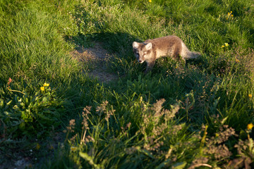 Obraz premium face arctic fox observing among the green grass on the island of iceland