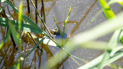 frog in the pond resting