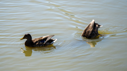 ducks on the lake, one is swimming and one is looking for food under water