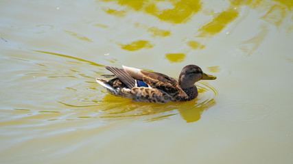 duck in the water swimming