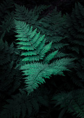 Fern