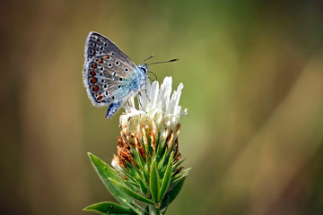 Hauhechel - Bläuling ( Polyommatus icarus ).