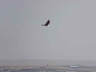 Bald Eagle in Flight