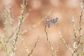 butterfly on a flower
