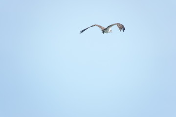Osprey with Fish