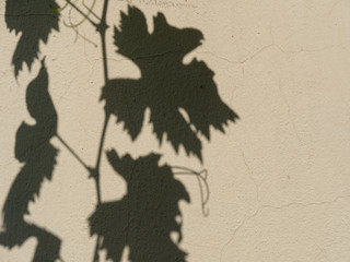 Shadow of grape branches on the plastered wall.