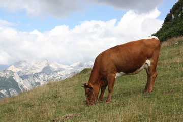 Fototapeta na wymiar Cow in the mountain, Velika Planina, Slovenia