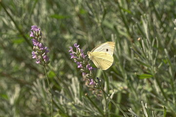 brimstone butterfly on a lavender flower