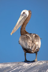 Portrait of a Brown American Pelican