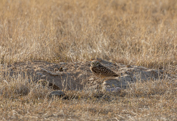 Burrowing Owl in the Utah Desert