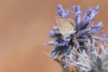 Mücevher Kelebeği » Chilades trochylus »
