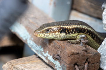 A small reptile live on the yard of the house between the old things and material, Thailand. Sun Skink, Scincidae, lives at the storage place.