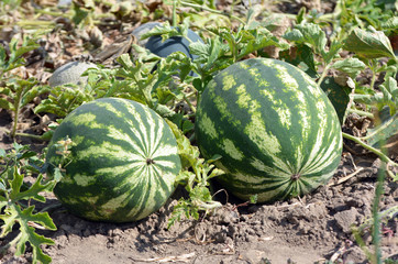 Watermelons ripen in the field