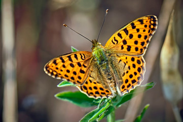 Kleiner Perlmuttfalter ( Issoria lathonia, Syn.: Argynnis lathonia ).