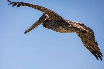 brown American pelican in flight - Macro