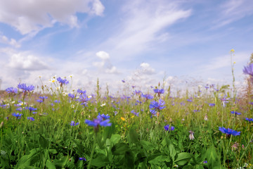 Obraz premium Beautiful wild flowers of daisies and cornflowers in a meadow in nature close-up macro. A delightful pastoral aerial artistic image. Selective focus