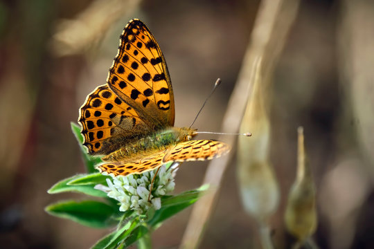Kleiner Perlmuttfalter ( Issoria lathonia, Syn.: Argynnis lathonia ).