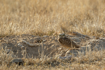 Burrowing Owl in the Utah Desert
