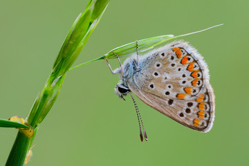 European Common Blue butterfly female, sitting motionless on the grass. Isolated on light green background, closeup. Genus species Polyommatus icarus.
