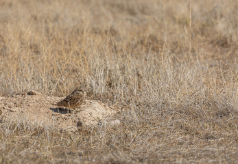 Obraz na płótnie Canvas Burrowing Owl in the Utah Desert
