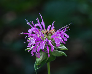 Bee Balm Withering