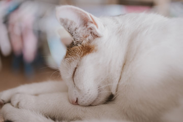 Fototapeta na wymiar cute little white-red sleeping cat in closeup