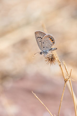 Mücevher Kelebeği » Chilades trochylus »