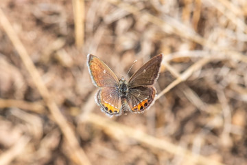 Mücevher Kelebeği » Chilades trochylus »