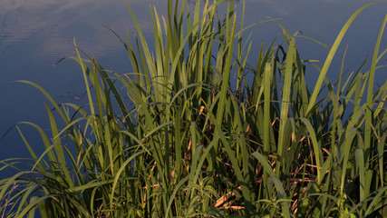 Fototapeta premium grass and water
