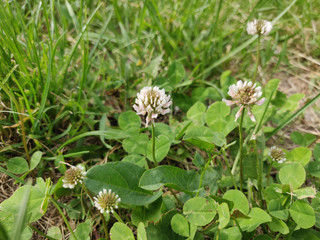 white clover flowers in the springtime