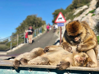 monkeys are chilling in the sun in summer
