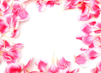 the long stem carnations gift on white