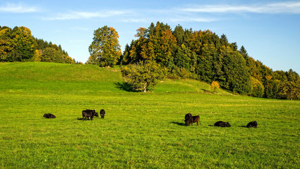 Schwarze Wagyu Rinder Herde wagyu entspannt nach Morgen Fütterung in saftigen grünen Gras in den bayrischen Alpen Alps an einem sonnigen Tag