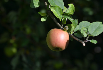 Un pomme sur une branche d'arbre
