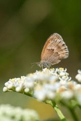 Fototapeta premium Satyridae / Küçük Zıpzıp Perisi / / Coenonympha pamphilus