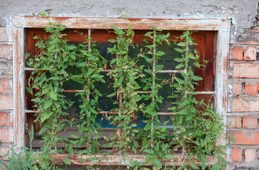 A window with bars and grass in the middle of an old red brick wall. Narrow focus.