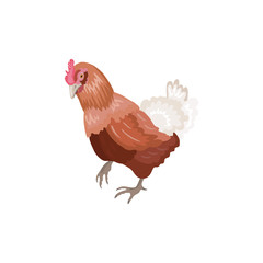 Hand drawn ginger chicken in realistic style standing on a white background. 