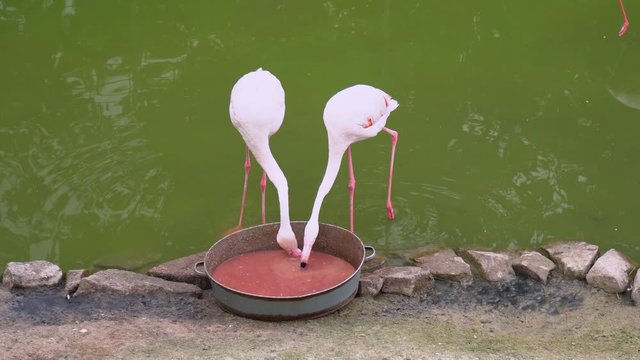 pink flamingos eat food standing in pond.