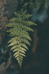 green fern leaf on a dark background close-up