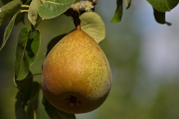 Poire sur une branche