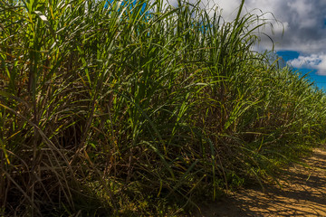 Sugar cane bursts from the edge of a field in the countryside in Barbados