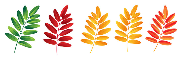 Autumn vector set with rowan leaves. Forest botanical elements for decoration.