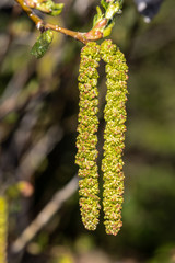Catkins, Flower of a Birch Tree